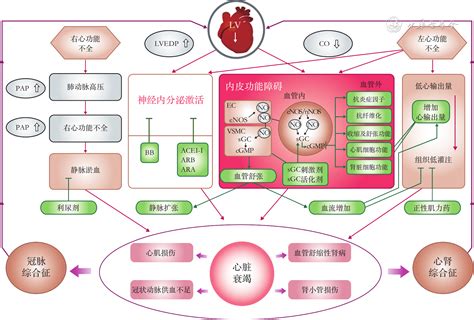 维立西呱治疗恶化心力衰竭的深入分析 中华心力衰竭和心肌病杂志