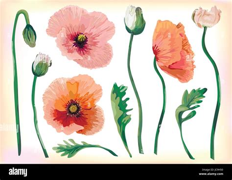 Mohnblumen Aquarell Stock Vektorgrafiken Kaufen Alamy