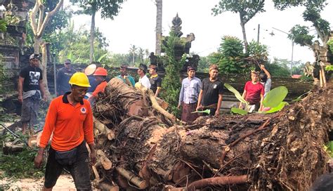 NUSABALI Hujan Deras Tumbangkan Pohon Dan Panyengker Merajan