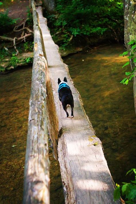 walls-of-jericho-alabama-17 | Walls of jericho, Hiking trails, Alabama