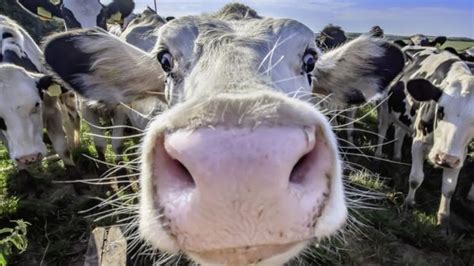 Cow Cuddling Trend Bovine Snuggling Sessions Are A Thing Bbc Newsround