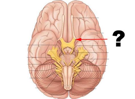 Nervous System Cranial Nerves Brachial Plexus Other Nerves A P Lab