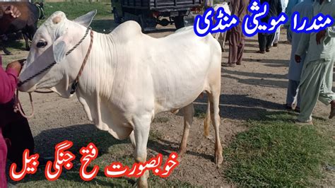 Mandra Mandi Latest Update September 2023 Fatehjangi Bull Mandra