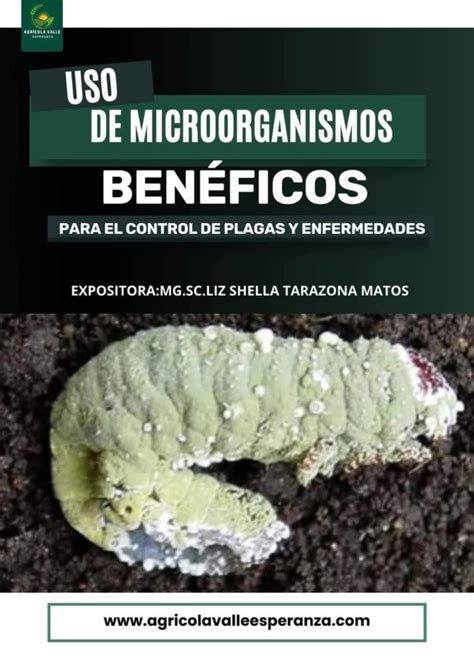 Uso De Microorganismos BenÉficos Para El Control De Plagas Y Enfermedades Agrícola Valle Esperanza