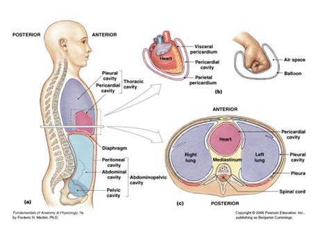 Ventral Foot Anatomy