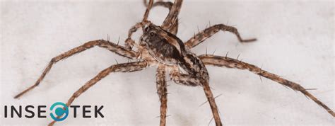 Are Wolf Spiders Dangerous Insectek Pest Solutions