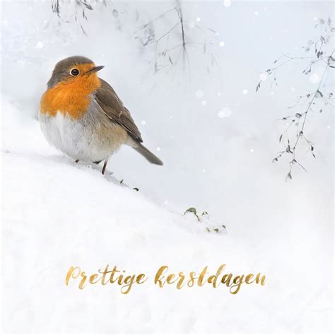 Roodborst In De Sneeuw Kerstkaarten Kaartje2go