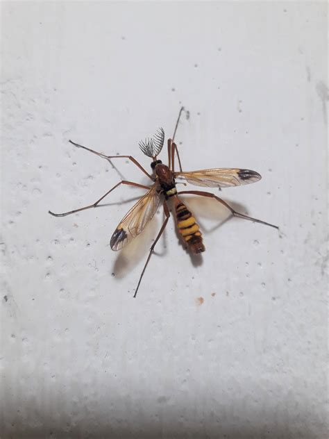 species identification - Is this some kind of crane fly? - Biology