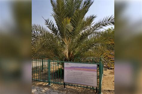 Meet Methuselah A Date Palm Grown From A Year Old Seed