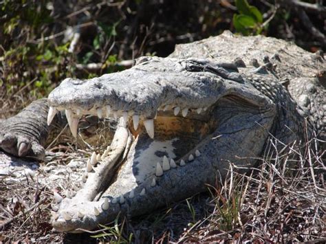 images animal wildlife reptile fauna close  animals head