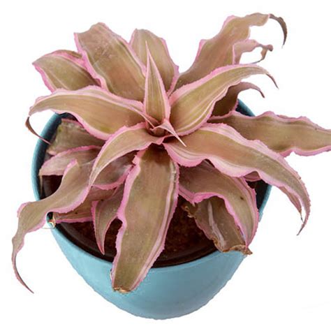 Cryptanthus Bivittatus Pink Starlite Bromeliad Pink Earth Star Pink