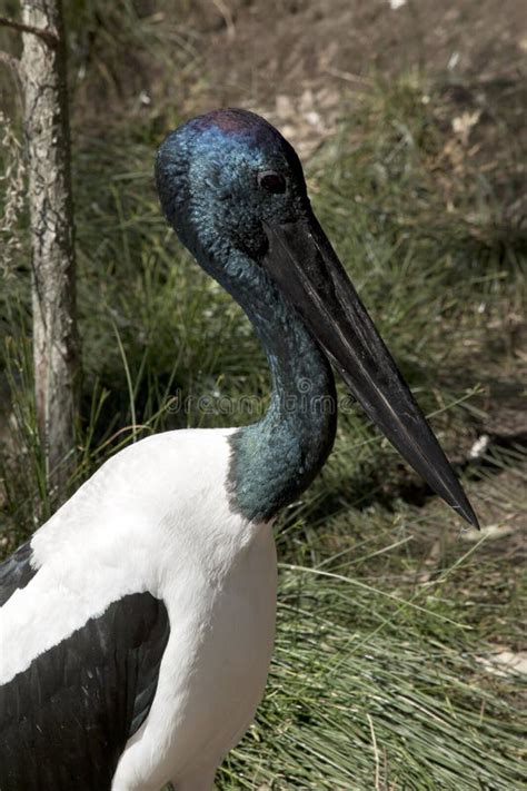 Black Necked Storks Stock Photo Image Of Beak Pair 125210598