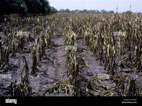 Corn Crop Destroyed By Drought Hot Dry Weather Stock Photo Alamy