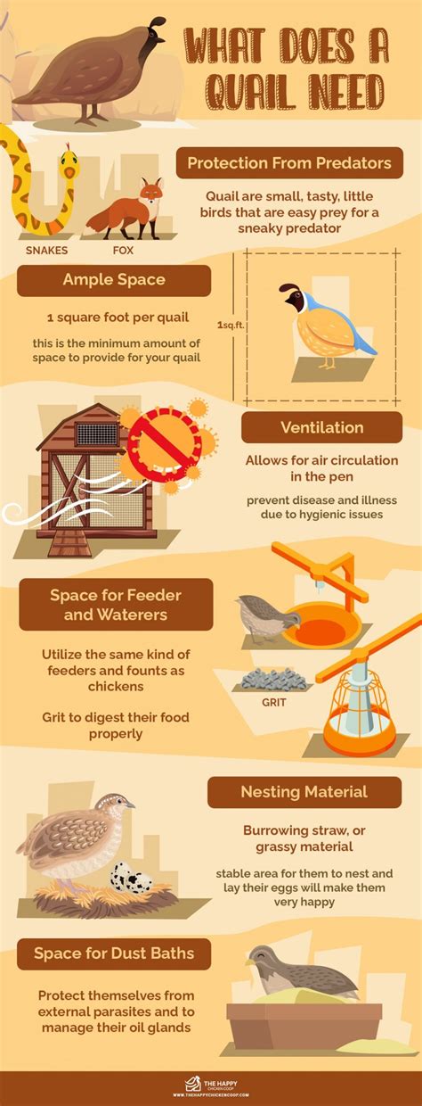 What To Consider When Building Your First Quail Coop