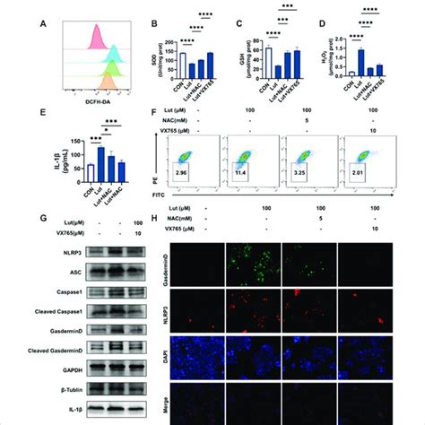 Effects Of The Ros Scavenger Nac And Caspase Inhibitor Vx On Cell