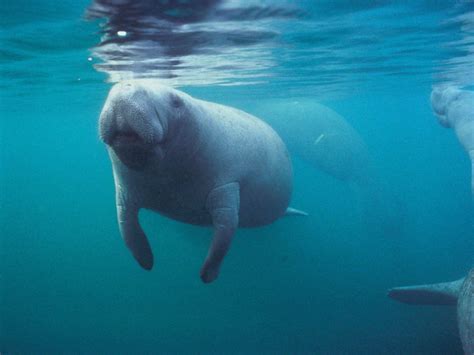 Manatee Wallpapers - Wallpaper Cave