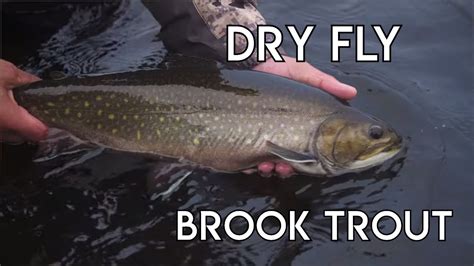 Dry Fly Giant Brook Trout Labrador Youtube