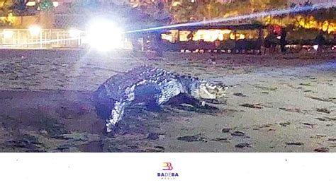 Capturan Cocodrilo Gigante En Playa De Nuevo Vallarta Badeba Media