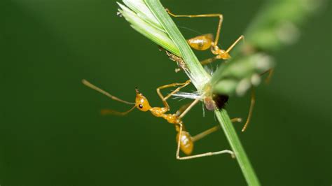 Insects Macro Nature Free Photo On Pixabay Pixabay