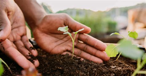 Biodegradable Alternativa Sostenible Para Reemplazar Pl Stico Prime