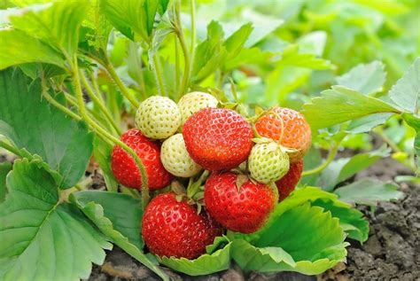 What Are Everbearing Strawberries - When Do Everbearing Strawberries Grow