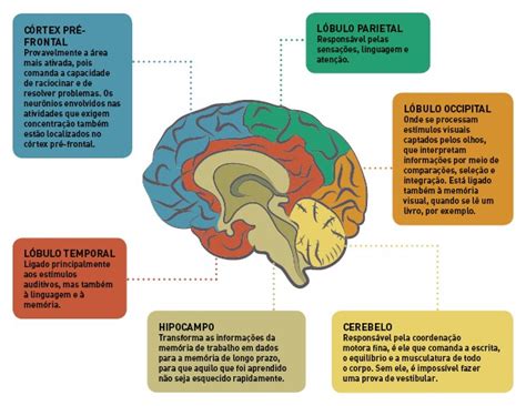 Partes Do Cerebro E Suas Funcoes GEOGRAFIA DO CÉREBRO HUMANO De