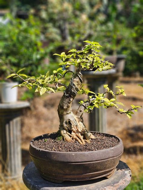 Bonsai Anting Putri Golden Daun Emas Hijau Kuning Langka Batang Ori Tua