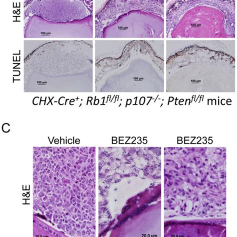 Bez235 Induces Apoptosis In Murine Retinoblastoma Cells A Schema For Download Scientific