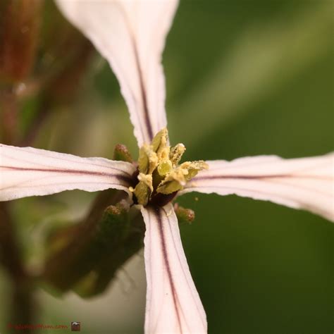 Het Virtuele Herbarium 516 Rucola Luuk