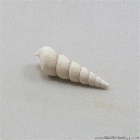 Snail Shell Fossils