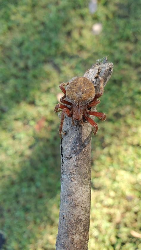Who Dis? (Tennessee) : r/spiders