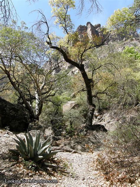 The Pine Canyon Trail In Big Bend National Park In Texas