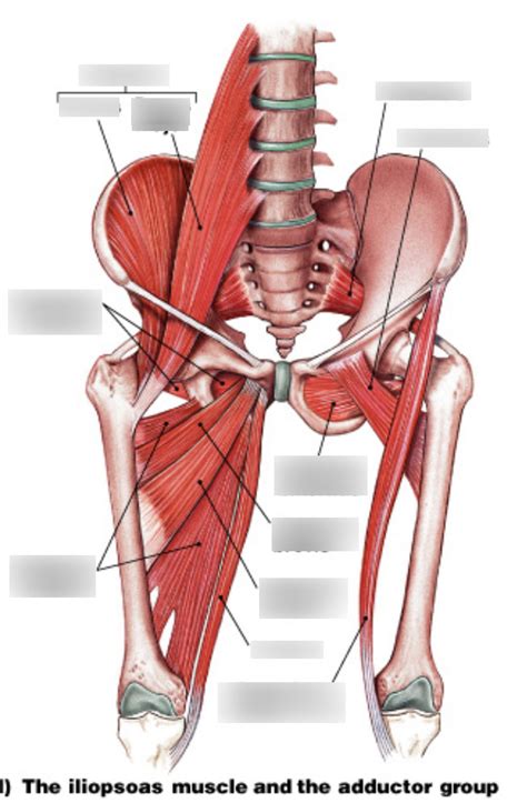 The Iliopsoas Muscle And The Adductor Group Diagram Quizlet