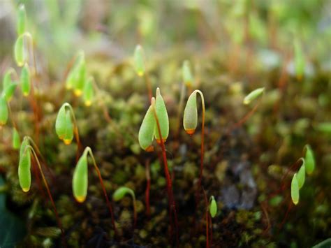 Les Potagers De Cassini Association Des Potagers Collectifs