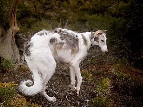 Pin by О, Силивина on Лейлит Сакрапена | Pretty animals, Animals ...
