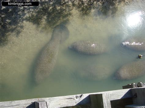 Manatee Viewing at Tampa Electric - kimbriggs.com