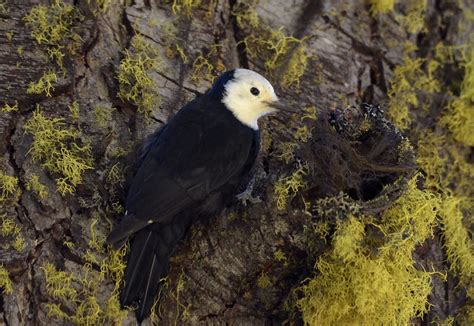 White-headed Woodpecker | BirdNote