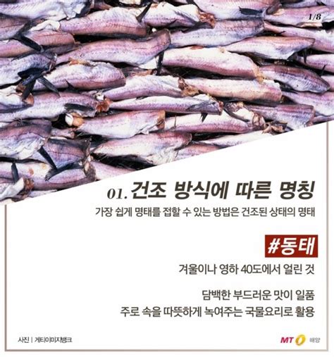 바다정보다잇다 황태·동태·코다리명태의 진짜 이름은 네이트 뉴스