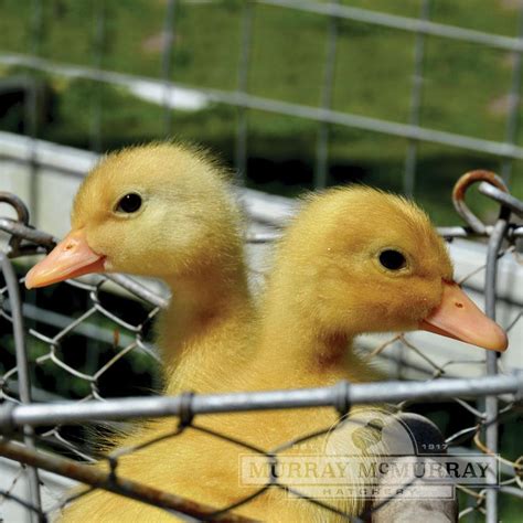 Baby Pekin Duck Care : File Pekin Duck With Ducklings Jpg Wikimedia ...