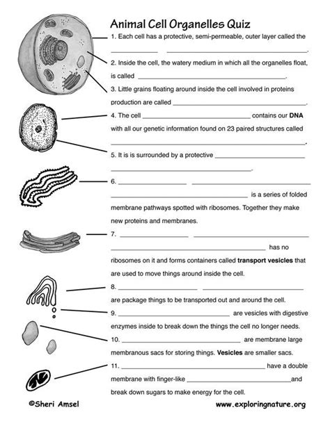 Cell Organelle Quiz Worksheet Biology Worksheet Science Cells Cells