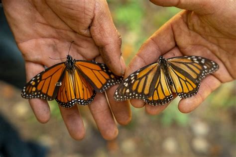 How This Tiny Mexican Town Has Saved Their Monarch Butterflies—for Now Atlas Obscura