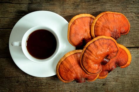 How To Grow Reishi Mushrooms The Ultimate Guide Grocycle