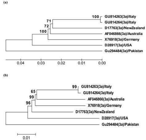 The Bootstrap Original Phylogenetic Tree Of Hepatitis C Virus Hcv