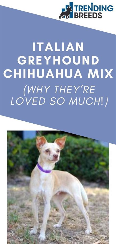 Italian Greyhound Chihuahua Mix Why Theyre Loved So Much