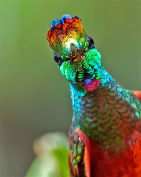 What Is the Essence of Iridescence? Ask a Hummingbird | Living Bird ...