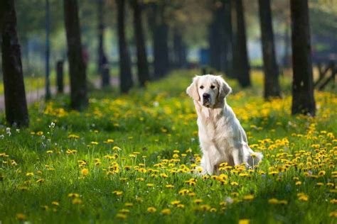 Dog Training: Teaching a Solid 'Stay' | DOGSACTUALLY