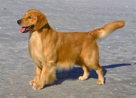 Best Dog For A Golden Retriever at Mae Burley blog