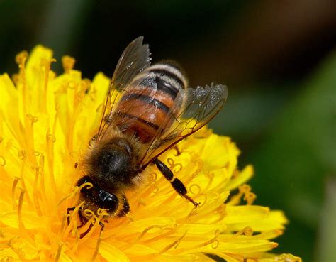 Kansas State Insect Honeybee