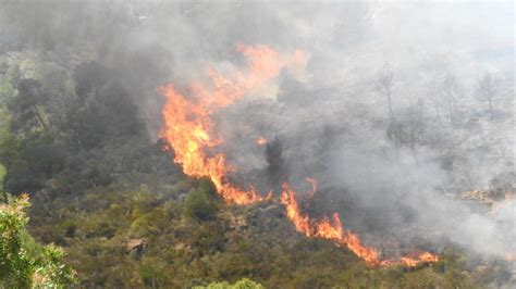 Hektar Bei Waldbr Nden Auf Mallorca Zerst Rt