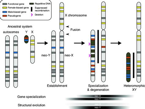 Neo Sex Chromosome Evolution The Predicted Stages Of Heteromorphic